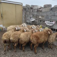 ۱۰ راس بره اصل مغان