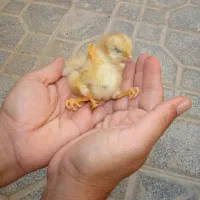 گمشده