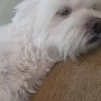 سگ شتیتزو پالتیز