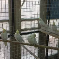 عروس هلندی نروماده و تکی|پرنده|یزد, |دیوار