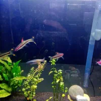 آکواریوم|ماهی|قم, کلهری|دیوار