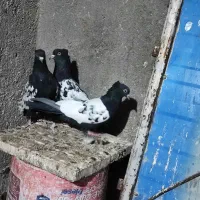 ساده و سینه کفتر جفتگاه وپرش|پرنده|رضویه, |دیوار