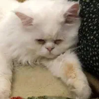 گربه