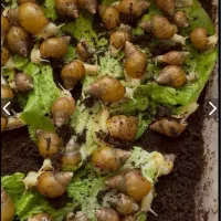 حلزون های درمانی