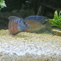 جفت آماده تخم ریزی