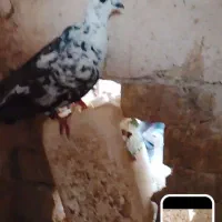 کبوتر بزک