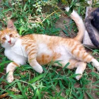 گمشده در سامانسر کوچه صفایی|حیوانات|بندر انزلی, سامانسر|دیوار