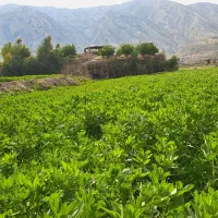 زمین کشاورزی 3هکتار