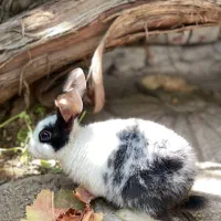 خرگوش نژاد داچ|موش و خرگوش|ارومیه, |دیوار