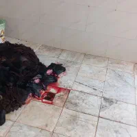 قصاب شبانه روزی  شهبازی