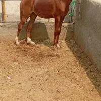اسب نر