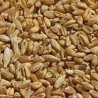 گندم آفتاب امسال