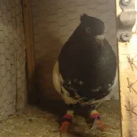 کفتر|حیوانات|گلبهار, شهر جدید گلبهار|دیوار