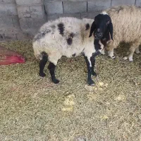 گوسفند