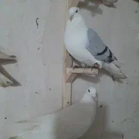 خال دم|پرنده|شیروان (خراسان), |دیوار