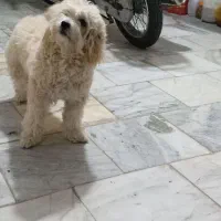 سگ ماده|سگ|قوچان, |دیوار