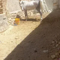 فروش کره مادیان|اسب و تجهیزات اسبسواری|بن, |دیوار