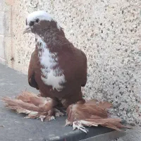 قرمز عرب نر