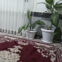 ۲ عدد گل|گل و گیاه طبیعی|نیشابور, مازول|دیوار