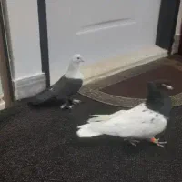 رنگی کل سفید