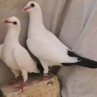 کفتر