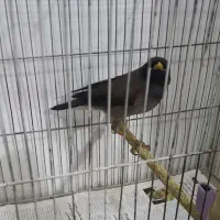 مرغ مینا|پرنده|تهران, ارجمندی راد|دیوار