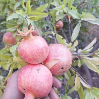 انارخوب وآب داروملس به صورت عمده|خوردنی و آشامیدنی|کلاشی, |دیوار