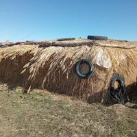 گاوگوسفند|لوازم جانبی حیوانات|سیلوانه, |دیوار