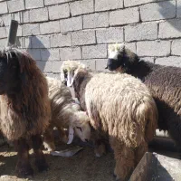 بره نر/قوچ/کوهه قوچ فروشی|حیوانات مزرعه|شیراز, بید زرد|دیوار