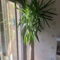 گل و گلدان یوکا