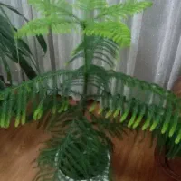 گل و گیاه|گل و گیاه طبیعی|نیشابور, خط کاشمر|دیوار