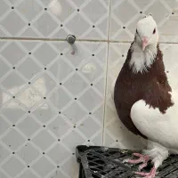 دو عدد کبوتر طوقی