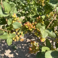 تولید نهال پسته بادامی