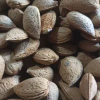 بادام درختی (سنگی)|خوردنی و آشامیدنی|مشهد, هنرور|دیوار