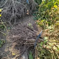 فروش نهال انگور تضمینی با مشاوره رایگان|خدمات باغبانی و درختکاری|رامند, |دیوار