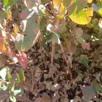 نهال پسته گلدانی|خدمات باغبانی و درختکاری|قم, زنبیل آباد|دیوار