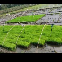 برنج هاشمی اصل