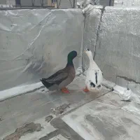 اردک(سونه)|حیوانات مزرعه|جوانرود, |دیوار