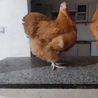 اورپینگتون