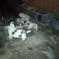توله سگ نر