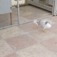 کبوتر