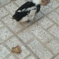 اردک|حیوانات مزرعه|اسلام‌شهر, شهرک توحید|دیوار