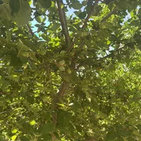 باغچه باغ/800متر/آب فراوان/فاروق