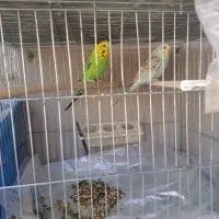 مرغ عشق|پرنده|مرودشت, پشت سایپا‎|دیوار