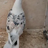 کفتر|پرنده|مشهد, امیریه|دیوار