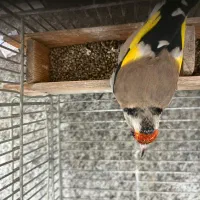 سهره|پرنده|شیراز, انجیر|دیوار