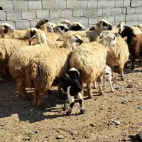 فروش میش بره داروابستن گلون