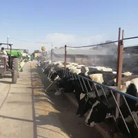 کارگر گاوداری