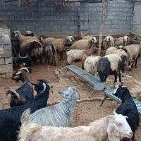 فروش دام پرواری جهت کشتار|حیوانات مزرعه|لردگان, |دیوار