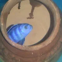 سیچلاید دیماسونی